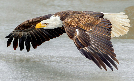 رسميا.. النسر الأصلع يصبح الطائر الوطني في أمريكا صورة رقم 6 رسميا.. النسر الأصلع يصبح الطائر الوطني في أمريكا صورة رقم 6