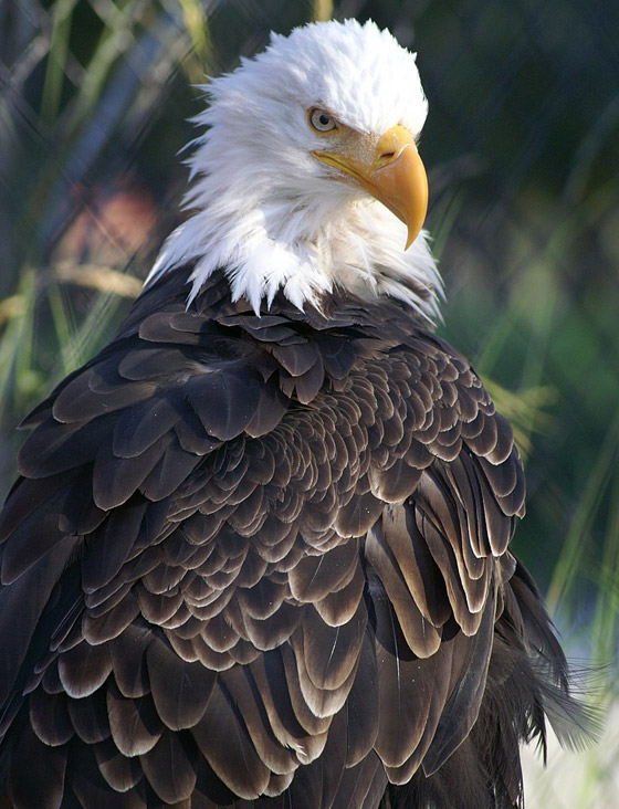 رسميا.. النسر الأصلع يصبح الطائر الوطني في أمريكا صورة رقم 7 رسميا.. النسر الأصلع يصبح الطائر الوطني في أمريكا صورة رقم 7