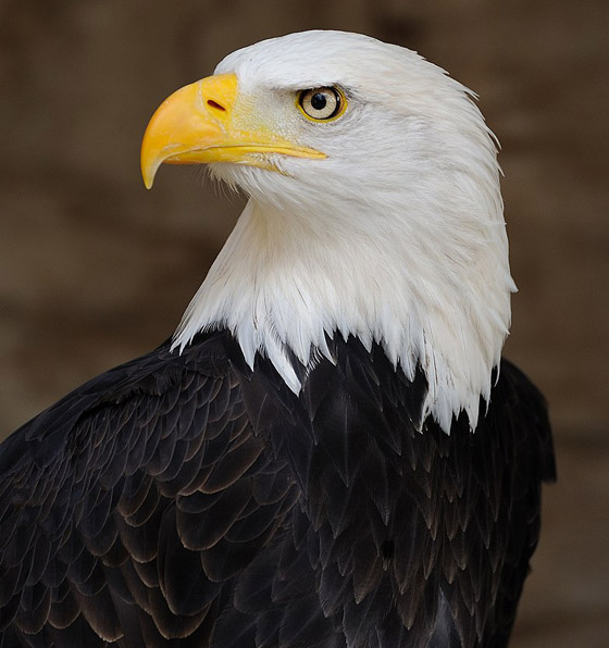 رسميا.. النسر الأصلع يصبح الطائر الوطني في أمريكا صورة رقم 8 رسميا.. النسر الأصلع يصبح الطائر الوطني في أمريكا صورة رقم 8