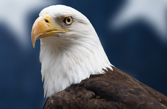 رسميا.. النسر الأصلع يصبح الطائر الوطني في أمريكا صورة رقم 9 رسميا.. النسر الأصلع يصبح الطائر الوطني في أمريكا صورة رقم 9