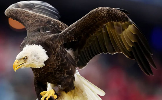 رسميا.. النسر الأصلع يصبح الطائر الوطني في أمريكا صورة رقم 10 رسميا.. النسر الأصلع يصبح الطائر الوطني في أمريكا صورة رقم 10