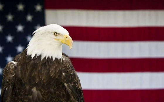 رسميا.. النسر الأصلع يصبح الطائر الوطني في أمريكا صورة رقم 5 رسميا.. النسر الأصلع يصبح الطائر الوطني في أمريكا صورة رقم 5