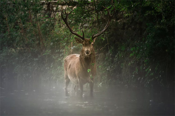 غزلان بغابة ضبابية.. صور رائعة تفوز بجوائز مسابقة 