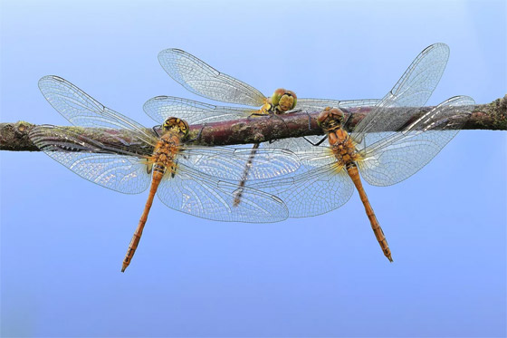 غزلان بغابة ضبابية.. صور رائعة تفوز بجوائز مسابقة 