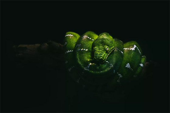 بالصور: إليكم أجمل 10 ثعابين في العالم صورة رقم 1 بالصور: إليكم أجمل 10 ثعابين في العالم صورة رقم 1