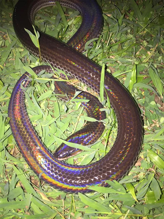 بالصور: إليكم أجمل 10 ثعابين في العالم صورة رقم 8 بالصور: إليكم أجمل 10 ثعابين في العالم صورة رقم 8