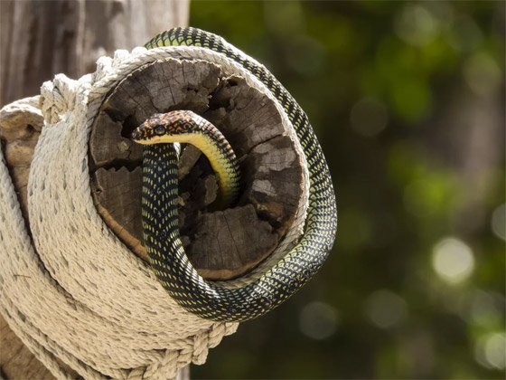بالصور: إليكم أجمل 10 ثعابين في العالم صورة رقم 9 بالصور: إليكم أجمل 10 ثعابين في العالم صورة رقم 9