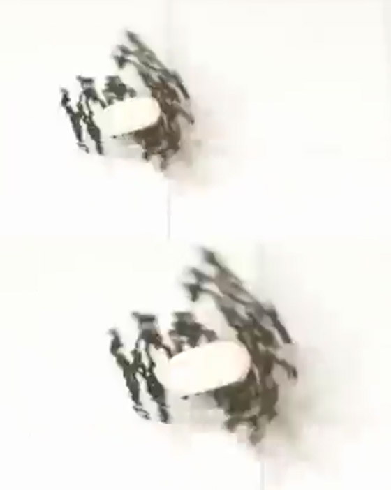  ���� ��� 9 - ����� ��� ���.. ����� ���� ������� �� ������ (����� ����)