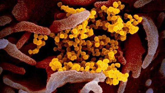 حقيقة حقيقة