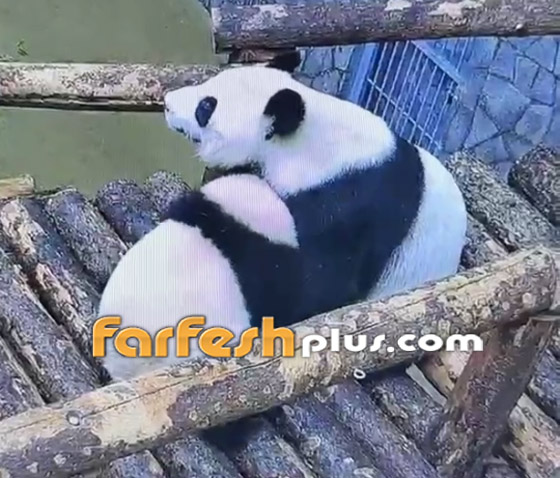 حنان الأم بالحيوانات.. أنثى دب الباندا تختبئ بأحضان والدتها كالطفل! فيديو صورة رقم 1 حنان الأم بالحيوانات.. أنثى دب الباندا تختبئ بأحضان والدتها كالطفل! فيديو صورة رقم 1