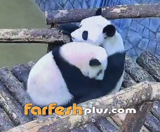 حنان الأم بالحيوانات.. أنثى دب الباندا تختبئ بأحضان والدتها كالطفل! فيديو صورة رقم 2 حنان الأم بالحيوانات.. أنثى دب الباندا تختبئ بأحضان والدتها كالطفل! فيديو صورة رقم 2