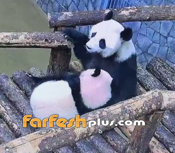 حنان الأم بالحيوانات.. أنثى دب الباندا تختبئ بأحضان والدتها كالطفل! فيديو صورة رقم 3 حنان الأم بالحيوانات.. أنثى دب الباندا تختبئ بأحضان والدتها كالطفل! فيديو صورة رقم 3