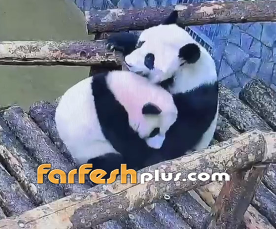 حنان الأم بالحيوانات.. أنثى دب الباندا تختبئ بأحضان والدتها كالطفل! فيديو صورة رقم 4 حنان الأم بالحيوانات.. أنثى دب الباندا تختبئ بأحضان والدتها كالطفل! فيديو صورة رقم 4