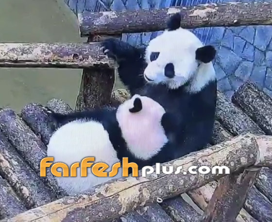 حنان الأم بالحيوانات.. أنثى دب الباندا تختبئ بأحضان والدتها كالطفل! فيديو صورة رقم 5 حنان الأم بالحيوانات.. أنثى دب الباندا تختبئ بأحضان والدتها كالطفل! فيديو صورة رقم 5
