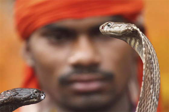 لحظات لا تصدق في عام الأفعى.. الإنسان والثعبان معا في صور مدهشة صورة رقم 1 لحظات لا تصدق في عام الأفعى.. الإنسان والثعبان معا في صور مدهشة صورة رقم 1