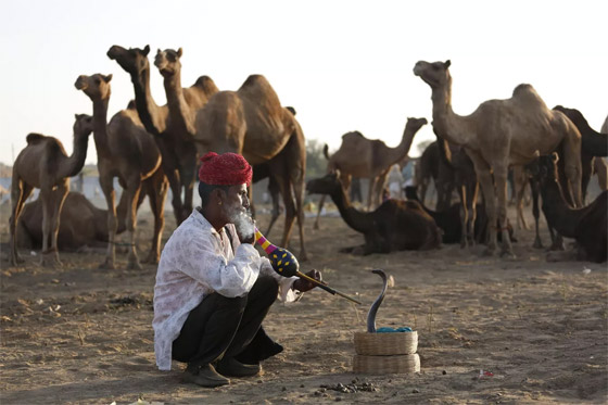 لحظات لا تصدق في عام الأفعى.. الإنسان والثعبان معا في صور مدهشة صورة رقم 2 لحظات لا تصدق في عام الأفعى.. الإنسان والثعبان معا في صور مدهشة صورة رقم 2