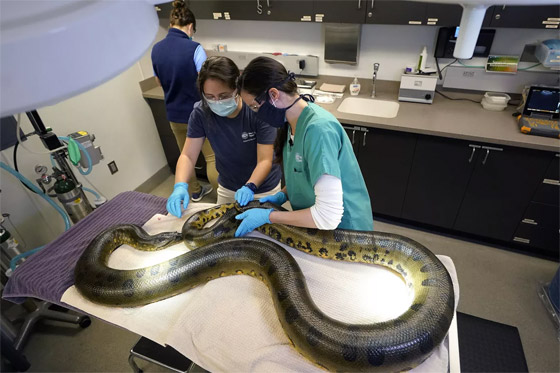 لحظات لا تصدق في عام الأفعى.. الإنسان والثعبان معا في صور مدهشة صورة رقم 9 لحظات لا تصدق في عام الأفعى.. الإنسان والثعبان معا في صور مدهشة صورة رقم 9