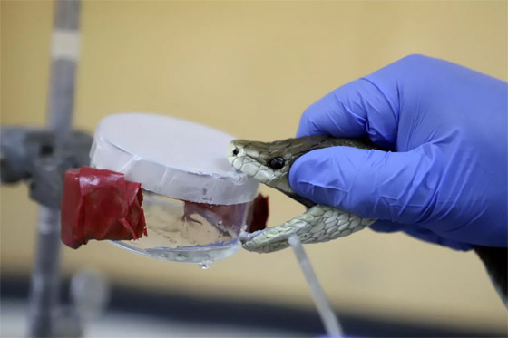 لحظات لا تصدق في عام الأفعى.. الإنسان والثعبان معا في صور مدهشة صورة رقم 11 لحظات لا تصدق في عام الأفعى.. الإنسان والثعبان معا في صور مدهشة صورة رقم 11