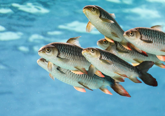 ربع حيوانات المياه العذبة مهددة بالانقراض.. بحث جديد يكشف صورة رقم 4 ربع حيوانات المياه العذبة مهددة بالانقراض.. بحث جديد يكشف صورة رقم 4