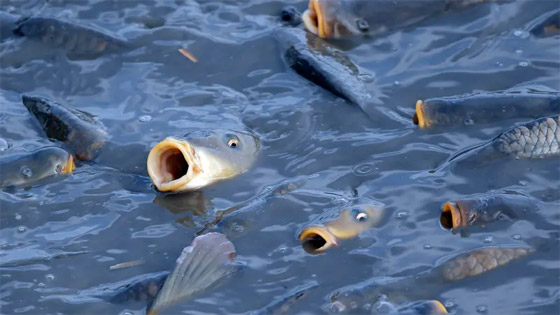 ربع حيوانات المياه العذبة مهددة بالانقراض.. بحث جديد يكشف صورة رقم 1 ربع حيوانات المياه العذبة مهددة بالانقراض.. بحث جديد يكشف صورة رقم 1