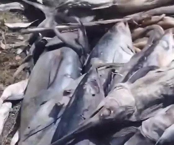 ربع حيوانات المياه العذبة مهددة بالانقراض.. بحث جديد يكشف صورة رقم 3 ربع حيوانات المياه العذبة مهددة بالانقراض.. بحث جديد يكشف صورة رقم 3