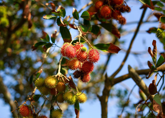 فوائد فاكهة الرامبوتان ستُذهلكم دون شك..! صورة رقم 4 فوائد فاكهة الرامبوتان ستُذهلكم دون شك..! صورة رقم 4