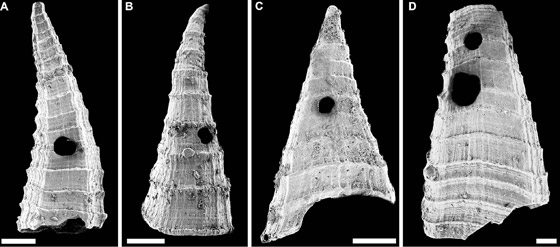  ���� ��� 1 - ������� ����� ����� ���� �� 