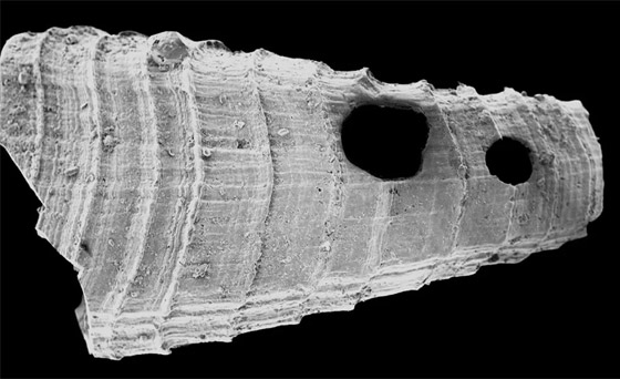  ���� ��� 4 - ������� ����� ����� ���� �� 