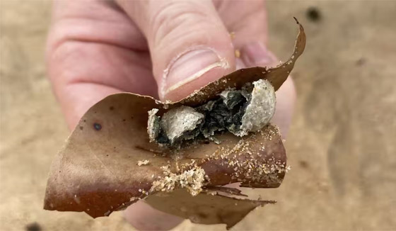 حوادث تتكرر.. إغلاق شواطئ سيدني بعد ظهور أجسام غامضة صورة رقم 4 حوادث تتكرر.. إغلاق شواطئ سيدني بعد ظهور أجسام غامضة صورة رقم 4