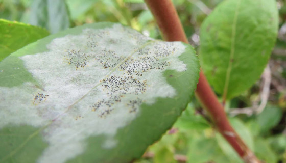 فاكهة محببة جدا.. مهددة بالاختفاء من العالم بسبب الفطريات! صورة رقم 3 فاكهة محببة جدا.. مهددة بالاختفاء من العالم بسبب الفطريات! صورة رقم 3
