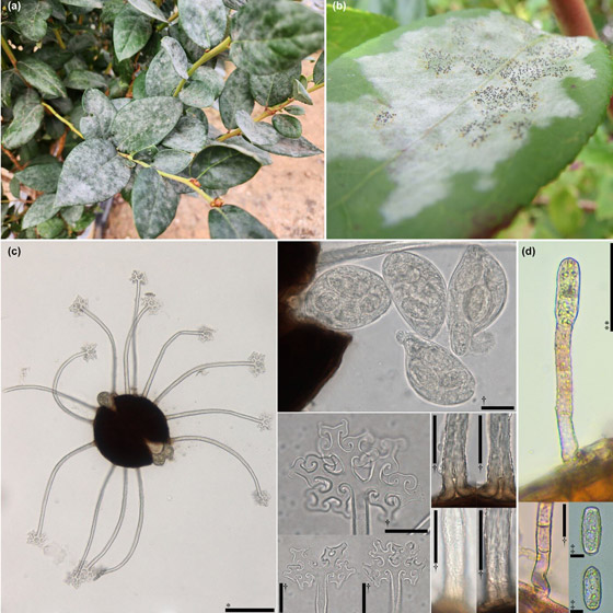 فاكهة محببة جدا.. مهددة بالاختفاء من العالم بسبب الفطريات! صورة رقم 1 فاكهة محببة جدا.. مهددة بالاختفاء من العالم بسبب الفطريات! صورة رقم 1