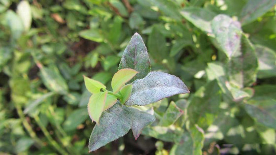 فاكهة محببة جدا.. مهددة بالاختفاء من العالم بسبب الفطريات! صورة رقم 4 فاكهة محببة جدا.. مهددة بالاختفاء من العالم بسبب الفطريات! صورة رقم 4