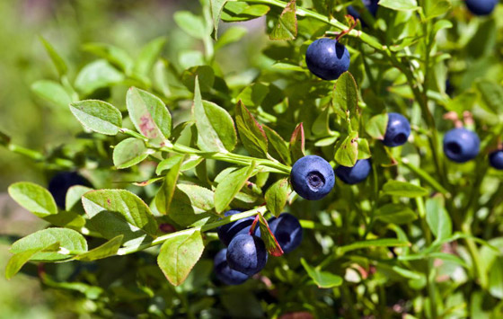 فاكهة محببة جدا.. مهددة بالاختفاء من العالم بسبب الفطريات! صورة رقم 6 فاكهة محببة جدا.. مهددة بالاختفاء من العالم بسبب الفطريات! صورة رقم 6