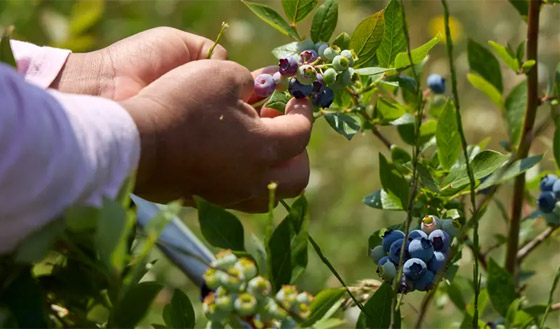 فاكهة محببة جدا.. مهددة بالاختفاء من العالم بسبب الفطريات! صورة رقم 7 فاكهة محببة جدا.. مهددة بالاختفاء من العالم بسبب الفطريات! صورة رقم 7