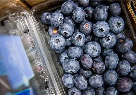 فاكهة محببة جدا.. مهددة بالاختفاء من العالم بسبب الفطريات! صورة رقم 8 فاكهة محببة جدا.. مهددة بالاختفاء من العالم بسبب الفطريات! صورة رقم 8