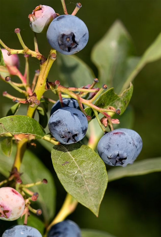 فاكهة محببة جدا.. مهددة بالاختفاء من العالم بسبب الفطريات! صورة رقم 2 فاكهة محببة جدا.. مهددة بالاختفاء من العالم بسبب الفطريات! صورة رقم 2