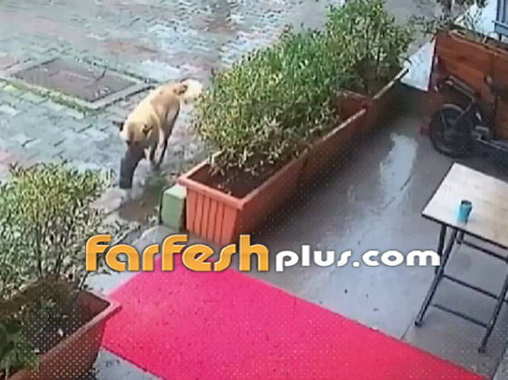 لن تصدق ما سترى.. كلبة تذهب لعيادة بيطرية لإنقاذ جروها (فيديو) صورة رقم 1 لن تصدق ما سترى.. كلبة تذهب لعيادة بيطرية لإنقاذ جروها (فيديو) صورة رقم 1