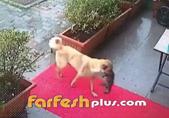 لن تصدق ما سترى.. كلبة تذهب لعيادة بيطرية لإنقاذ جروها (فيديو) صورة رقم 2 لن تصدق ما سترى.. كلبة تذهب لعيادة بيطرية لإنقاذ جروها (فيديو) صورة رقم 2