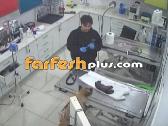 لن تصدق ما سترى.. كلبة تذهب لعيادة بيطرية لإنقاذ جروها (فيديو) صورة رقم 3 لن تصدق ما سترى.. كلبة تذهب لعيادة بيطرية لإنقاذ جروها (فيديو) صورة رقم 3