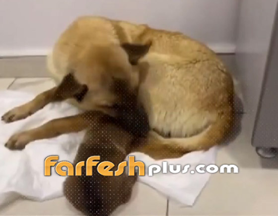 لن تصدق ما سترى.. كلبة تذهب لعيادة بيطرية لإنقاذ جروها (فيديو) صورة رقم 4 لن تصدق ما سترى.. كلبة تذهب لعيادة بيطرية لإنقاذ جروها (فيديو) صورة رقم 4