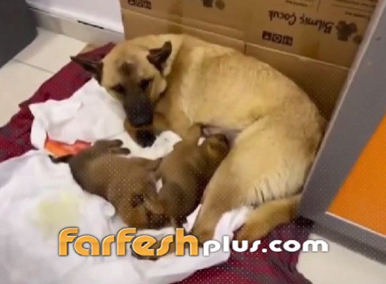 لن تصدق ما سترى.. كلبة تذهب لعيادة بيطرية لإنقاذ جروها (فيديو) صورة رقم 5 لن تصدق ما سترى.. كلبة تذهب لعيادة بيطرية لإنقاذ جروها (فيديو) صورة رقم 5