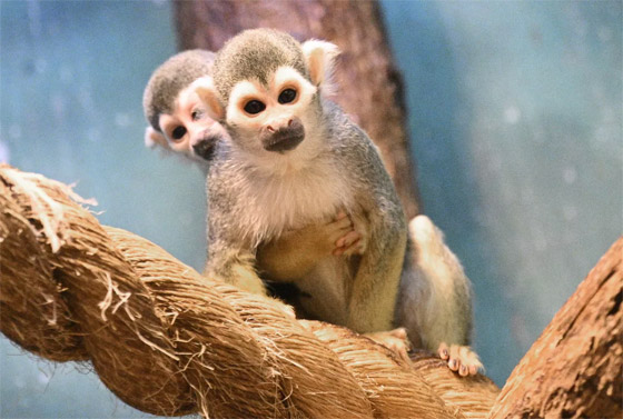 إليكم الصور الأكثر إثارة لأبرز أحداث العالم لهذا الأسبوع صورة رقم 16 إليكم الصور الأكثر إثارة لأبرز أحداث العالم لهذا الأسبوع صورة رقم 16