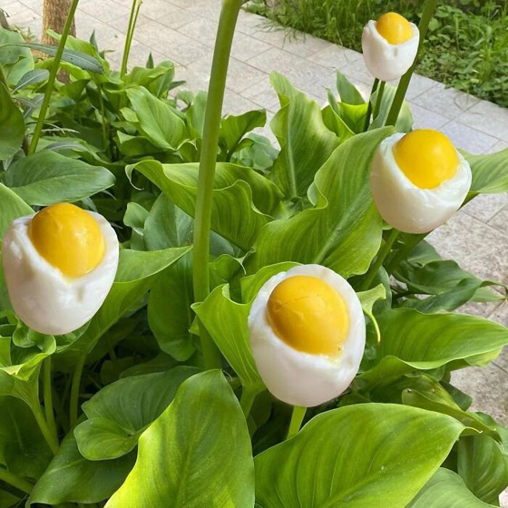 صور مدهشة ومميزة صعب أن تبعدها عن نظرك بسرعة صورة رقم 16