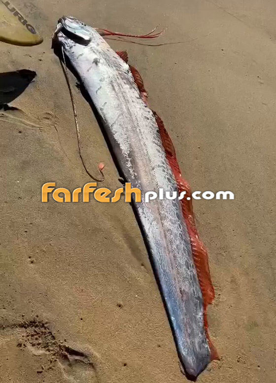 فيديو: ظهور 