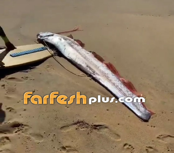 فيديو: ظهور 