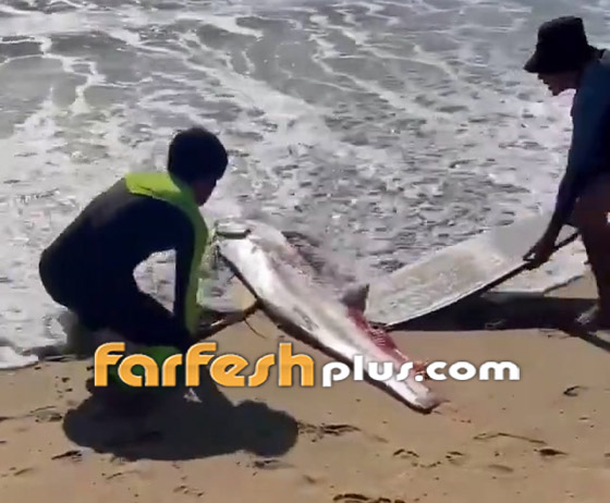 فيديو: ظهور 