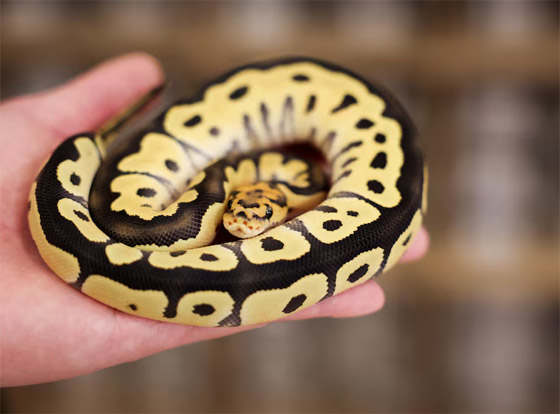  ���� ��� 4 - ���� ����� �����.. ���� ����� ���� ������� ������ ������ ������