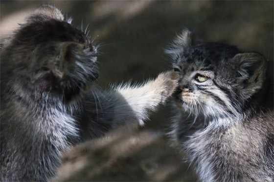  ���� ��� 5 - ��� ����� ������ ����� ����� �������