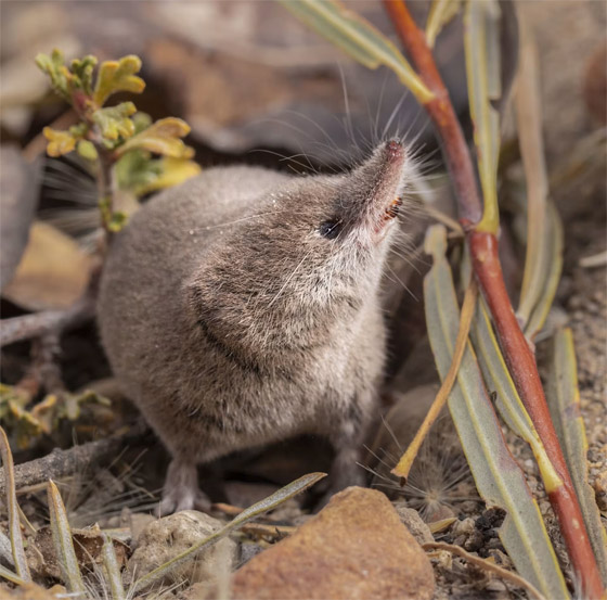 صورة رقم 1 - صورة أولى لحيوان مراوغ لم يتمكن العلماء من تصويره من قبل صورة رقم 1 - صورة أولى لحيوان مراوغ لم يتمكن العلماء من تصويره من قبل