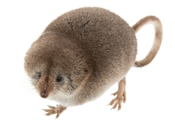 صورة رقم 2 - صورة أولى لحيوان مراوغ لم يتمكن العلماء من تصويره من قبل صورة رقم 2 - صورة أولى لحيوان مراوغ لم يتمكن العلماء من تصويره من قبل